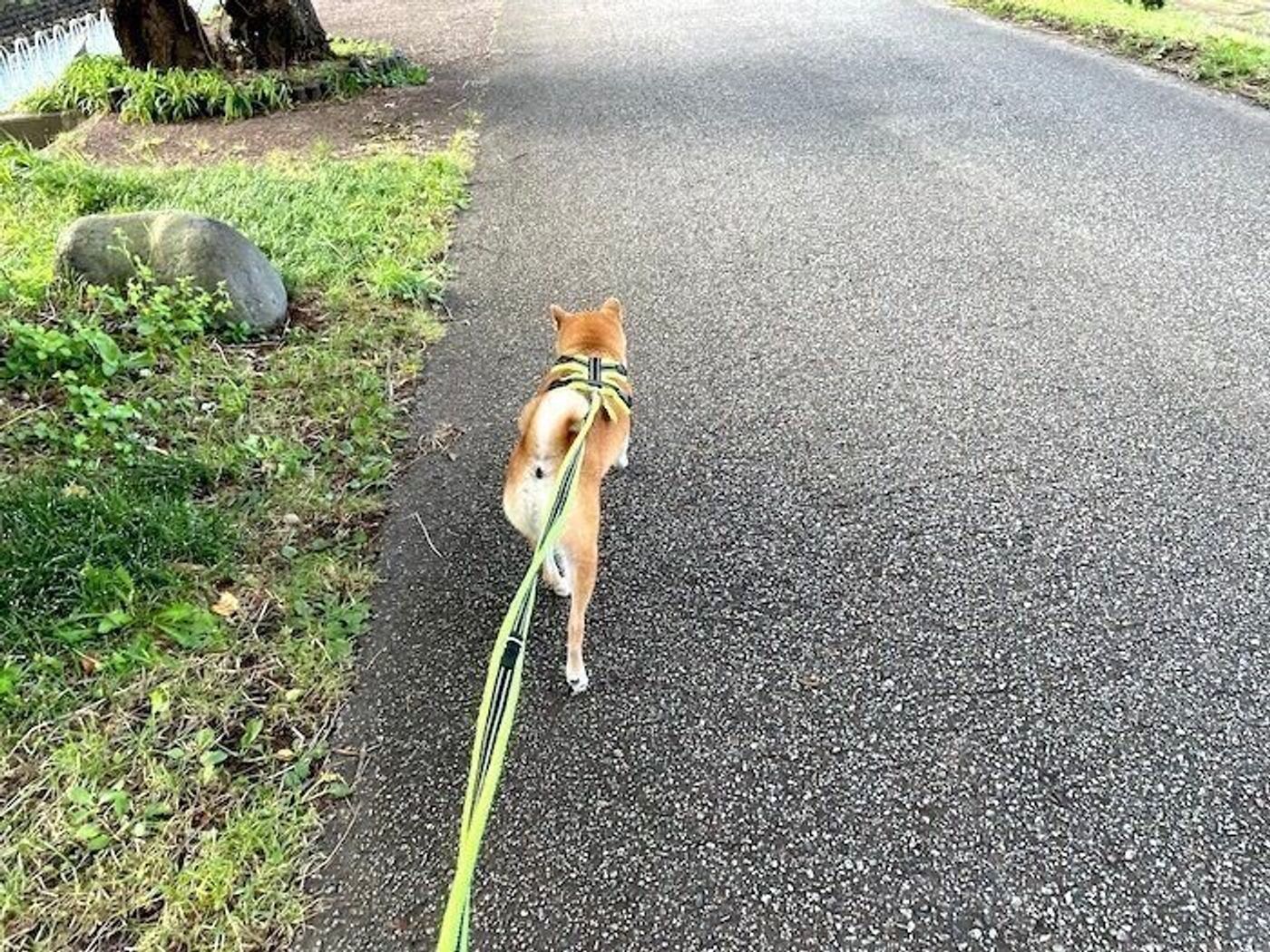 テクテク早足で散歩する柴犬マロたん 家に帰れば もう一歩も動けません 状態に いぬのきもちweb Magazine テクテク早足で散歩する柴犬マロたん 家に帰れば もう一歩も動けません 状態に いぬのきもちweb Magazine