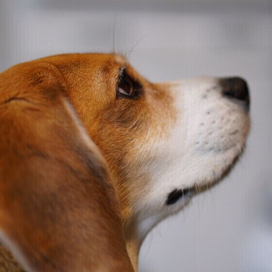 犬にはまぶたが3つある？ 犬の眼瞼（まぶた）の役割を獣医師に聞いた いぬのきもち