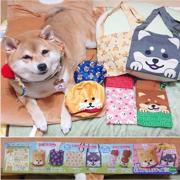 カプセルトイ「柴犬おさんぽグッズDX」