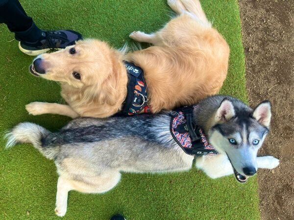 仲良しなロッカちゃん、ポックルちゃん