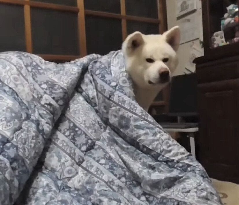 秋田犬　ゆうきくん