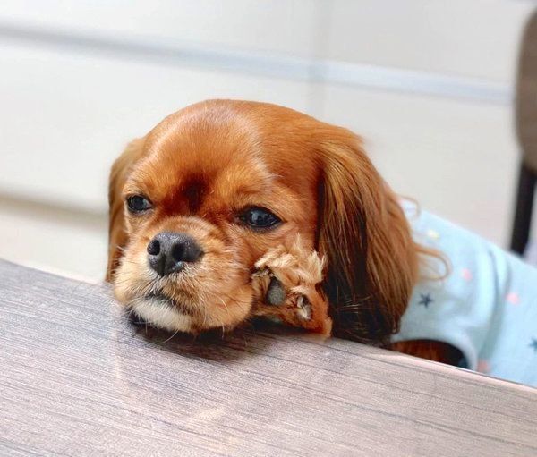 可愛くおねだりするチャッピーくん