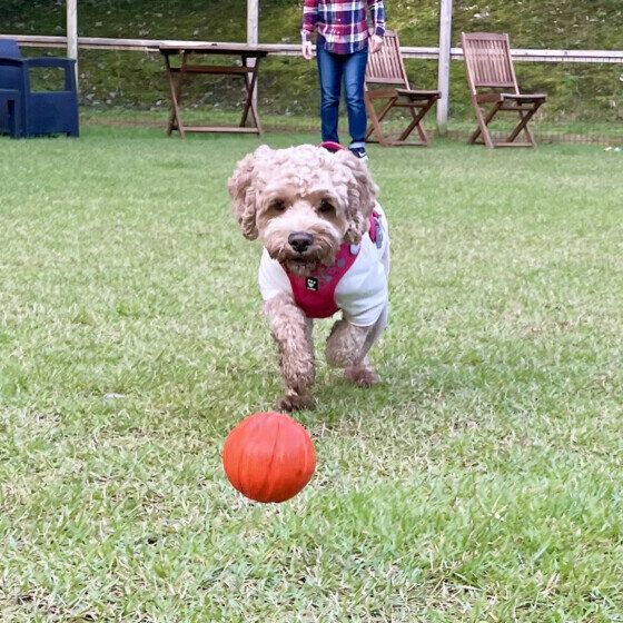 「犬用おもちゃ」種類別の遊び方と注意点は? 思わぬ事故を予防するポイント いぬのきもち