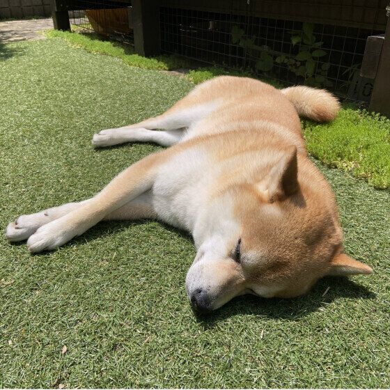 ひなたぼっこしている柴