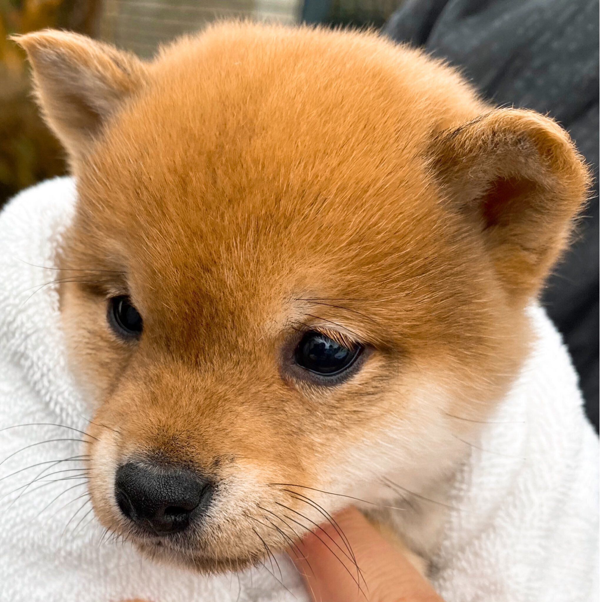 ブリーダーさんのもとにいた頃の陽くん