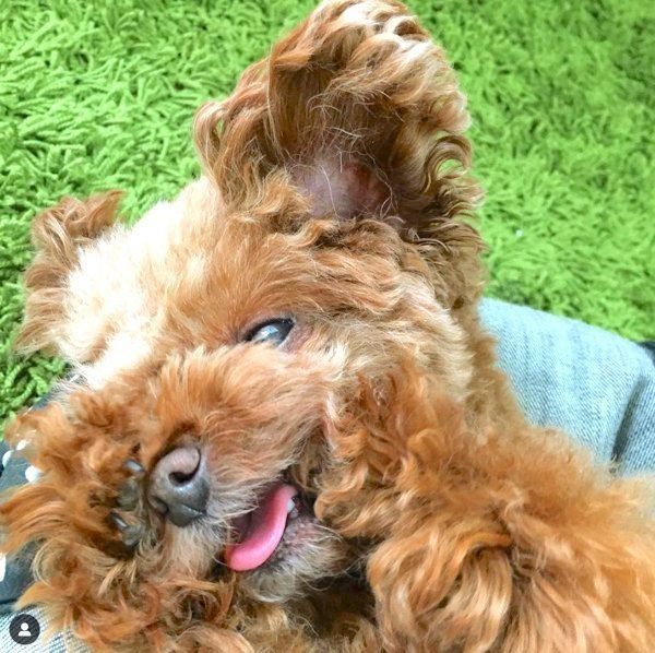 元繁殖犬・トイ・プードルのニコちゃん