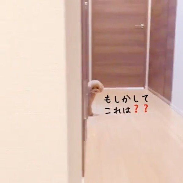 だるまさんがころんだで遊ぶトイ・プードル