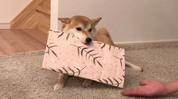 飼い主さんの帰宅を歓迎する柴犬