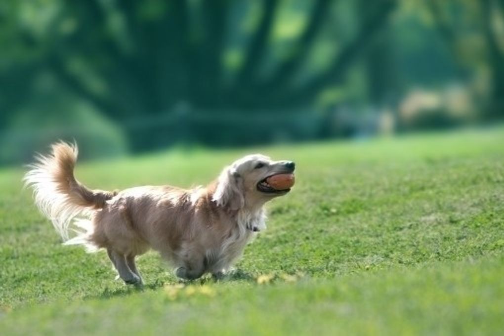 犬の心臓病 症状と対策 食事療法 いぬのきもちweb Magazine 犬の心臓病 症状と対策 食事療法 いぬのきもちweb Magazine