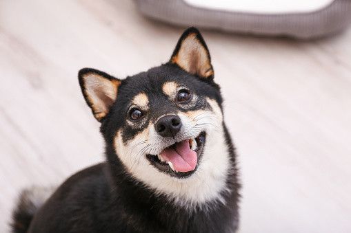 柴の性格 飼い方のコツ 飼い主の悩みq A いぬのきもち 犬図鑑 いぬのきもちweb Magazine