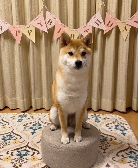 1才になったくうちゃん