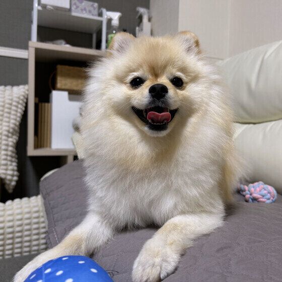 ポメラニアンのいとちゃん♪