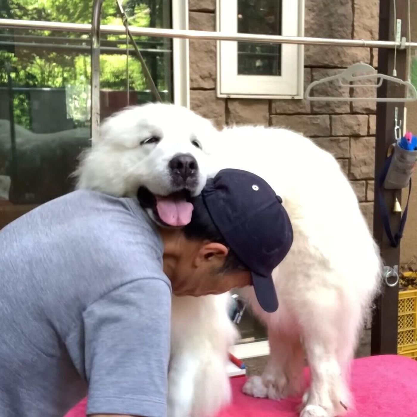 弟犬を遊びに誘った大型犬の姉 でもノリ気じゃなくて しっぽがシュン いぬのきもちweb Magazine 弟犬を遊びに誘った大型犬の姉 でもノリ気じゃなくて しっぽがシュン いぬのきもちweb Magazine