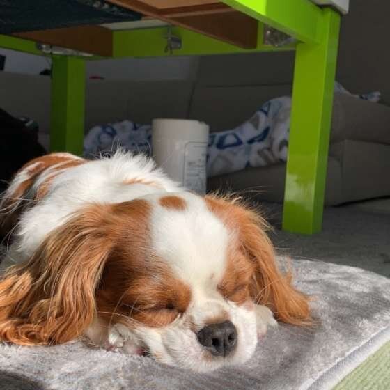 眠るキャバリア・キング・チャールズ・スパニエル