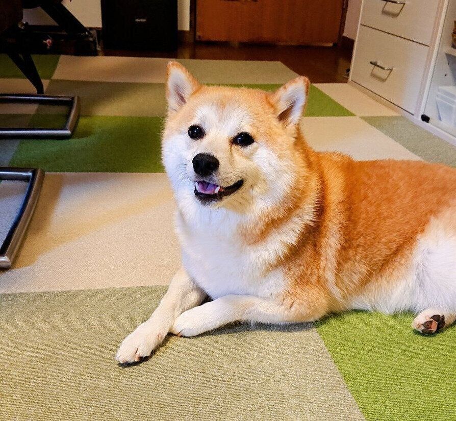 床に座るししまるくん