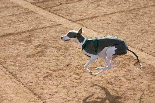 イタリアン・グレーハウンド