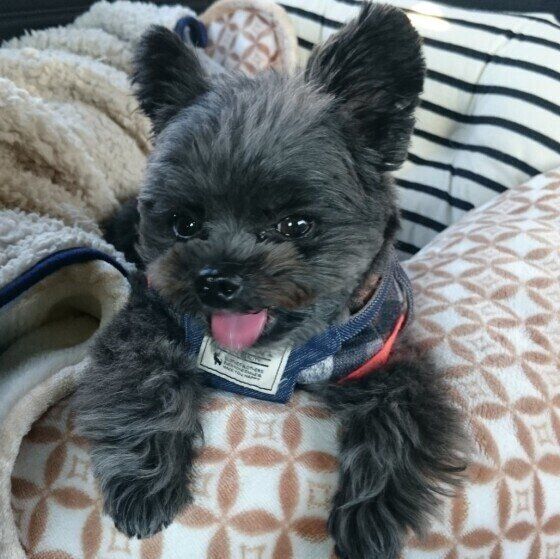 お出かけ中の小型Mix犬