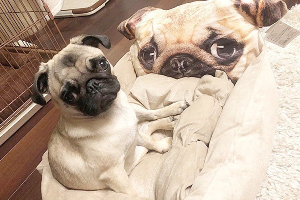 飼い主さん228名に聞いた 愛犬への 感謝の気持ち が泣ける いぬのきもちweb Magazine 飼い主さん228名に聞いた 愛犬への 感謝の気持ち が泣ける いぬのきもちweb Magazine