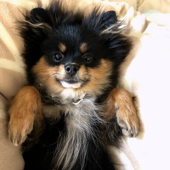 犬の「ひっかき反射」はなぜ起こる？ 犬のお腹を撫でると足をバタバタさせる理由 いぬのきもち