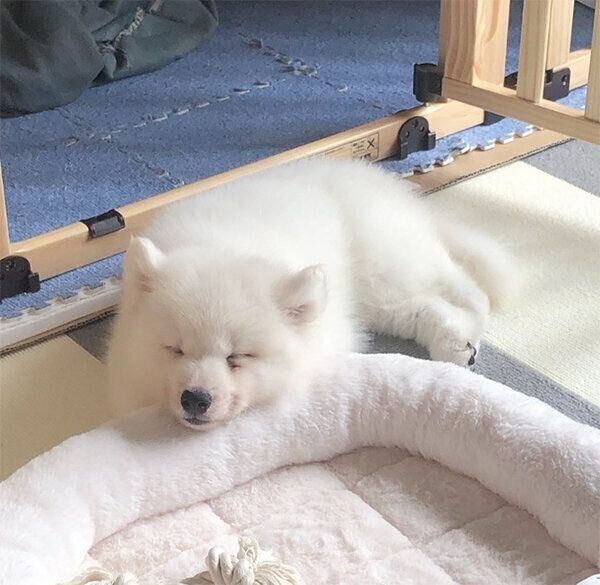眠るソランくん