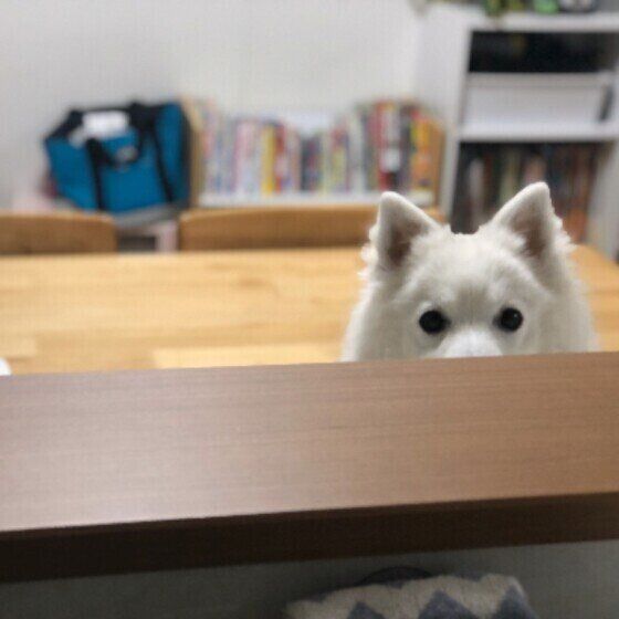 日本スピッツのはなちゃんのおねだり