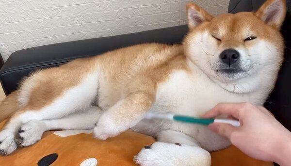 くつろぐゆきちゃん