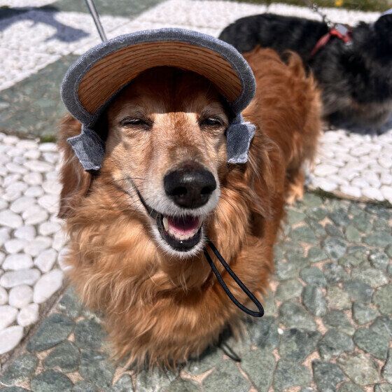 愛犬に帽子やサンバイザーを着用させる場合の注意点とは？ いぬのきもち