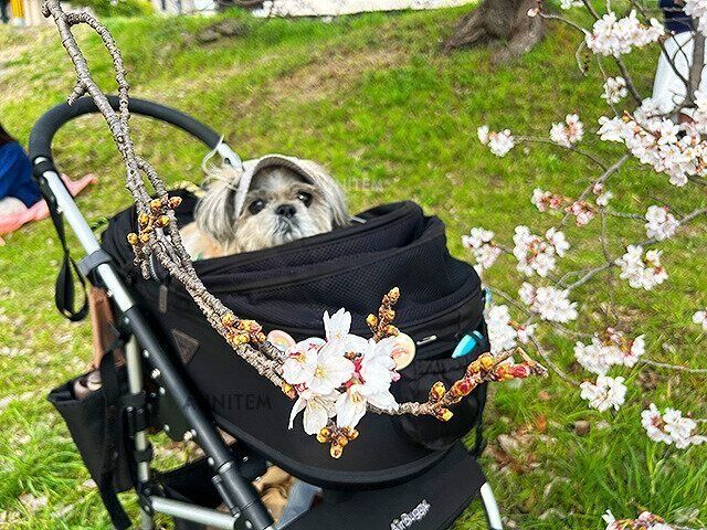 シーズー犬マンガてんぽshihtzu