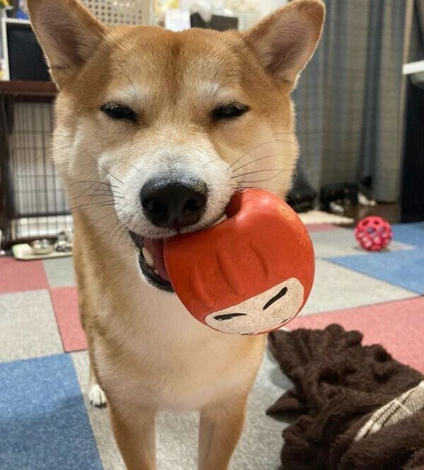 おもちゃをくわえる大福くん
