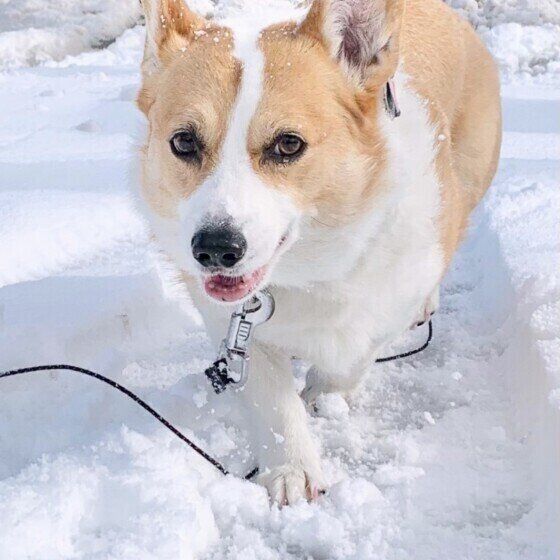 ウェルシュ・コーギー・ペンブローク
