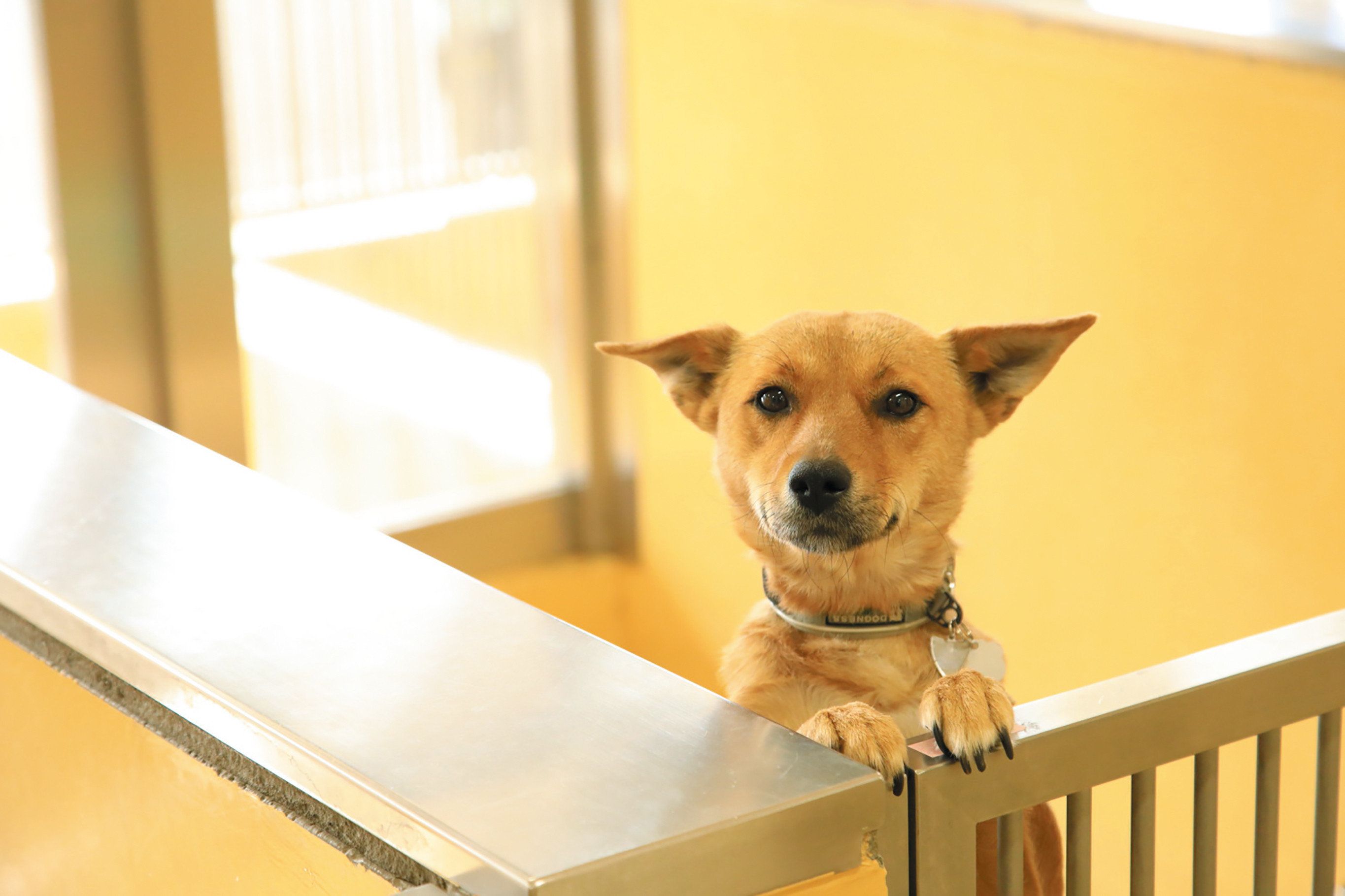 人と犬のふれあいの機会を提供する さいたま市動物愛護ふれあいセンター Vol 1 いぬのきもちweb Magazine