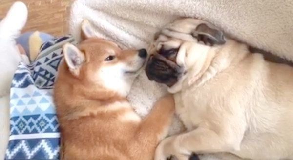 添い寝する柴犬とパグ