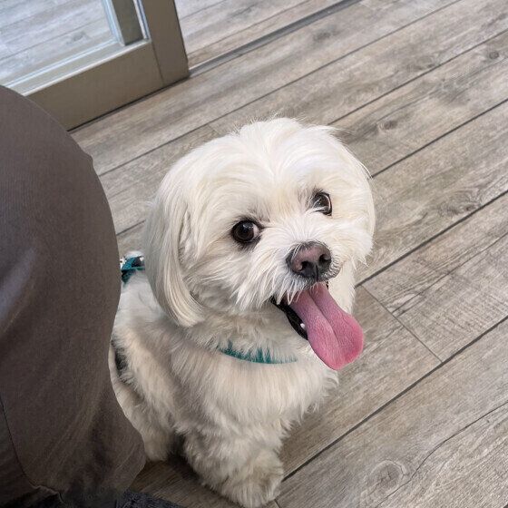 犬が動物病院を嫌がる理由と対処法 怖がったり暴れる場合はどうすればいい？ いぬのきもち