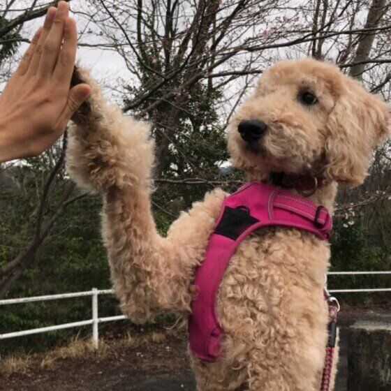 愛犬の首輪が外れて命の危険も！お散歩グッズの点検と買い替えのポイント いぬのきもち