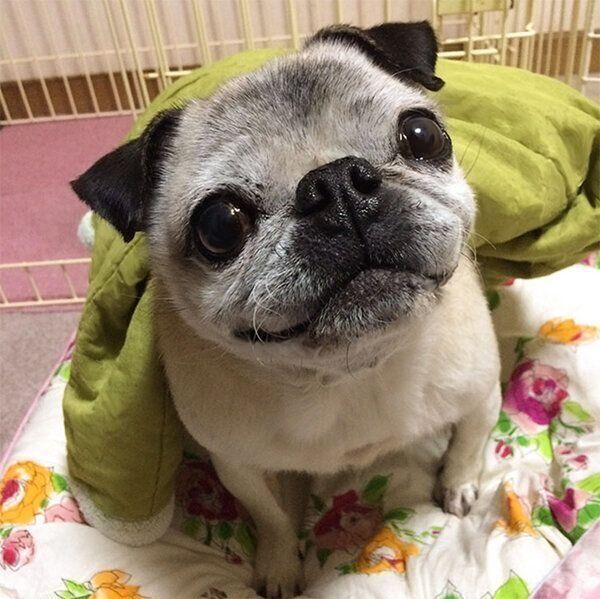 パグのめーちゃん