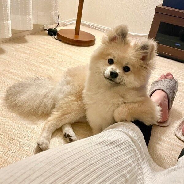 飼い主さんの足を肘掛けにするうる吉くん