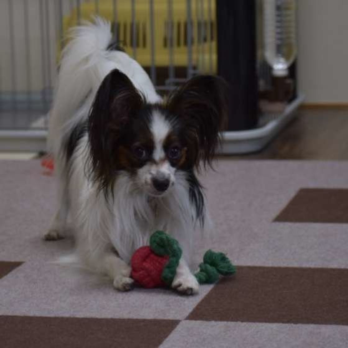 犬がお尻を高く上げる プレイバウ どんな意味があるの いぬのきもちweb Magazine 犬がお尻を高く上げる プレイバウ どんな意味があるの いぬのきもちweb Magazine