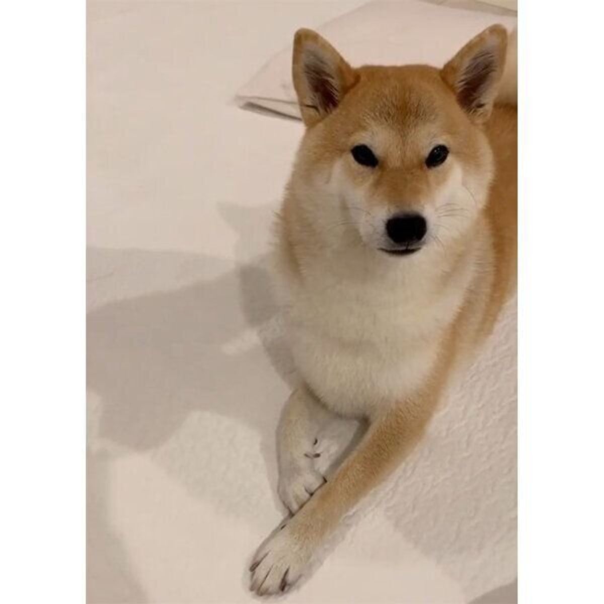 今週も頑張ろう と飼い主さんが手を差し出すと 柴犬も参加 息の合った ワンチーム を見せてくれた いぬのきもちweb Magazine 今週も頑張ろう と飼い主さんが手を差し出すと 柴犬も参加 息の合った ワンチーム を見せてくれた いぬのきもちweb Magazine