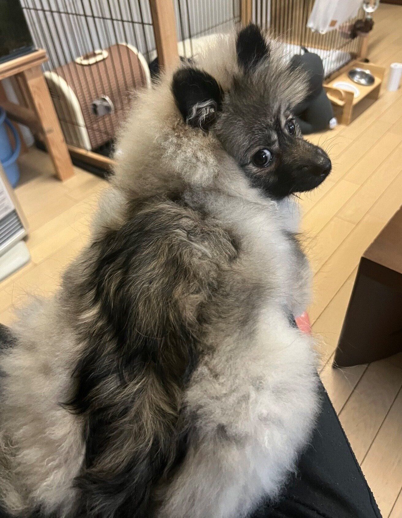 まったりするポンちゃん