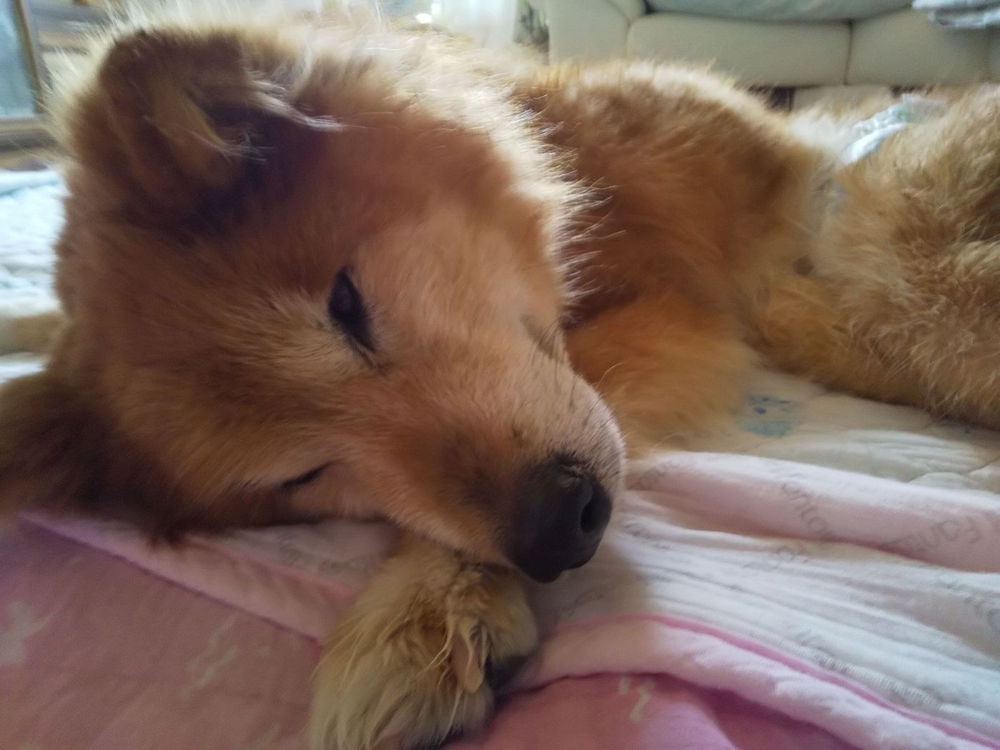 犬あるある川柳傑作選 Vol 4 愛犬とのホッコリ関係に 笑いあり 涙あり 編集室が心を奪われたイチオシ川柳 いぬのきもちweb Magazine 犬あるある川柳傑作選 Vol 4 愛犬とのホッコリ関係に 笑いあり 涙あり 編集室が心を奪われたイチオシ川柳 いぬのきもちweb Magazine