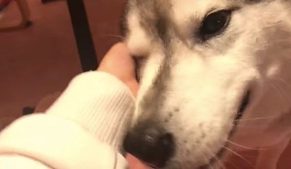 撫でられるシベリアン・ハスキー