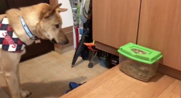 クワガタをガン見する犬