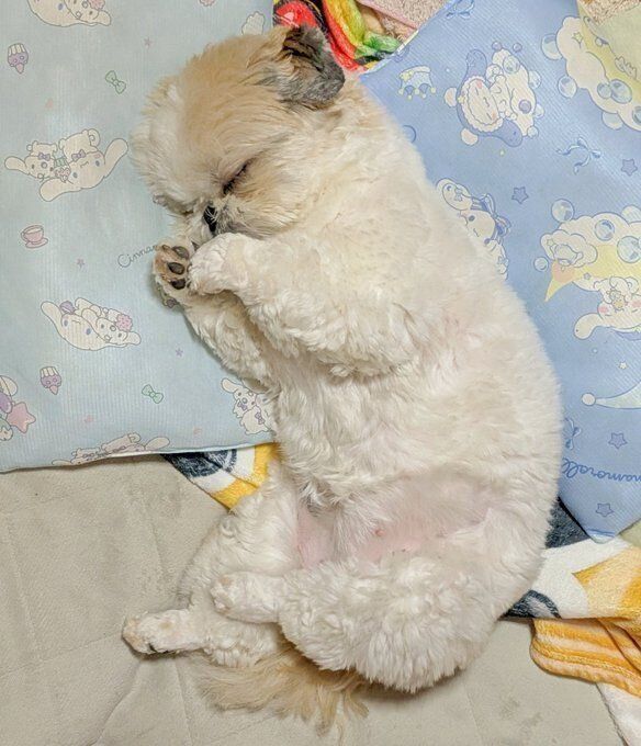 心地よさそうに眠るティラミスちゃん
