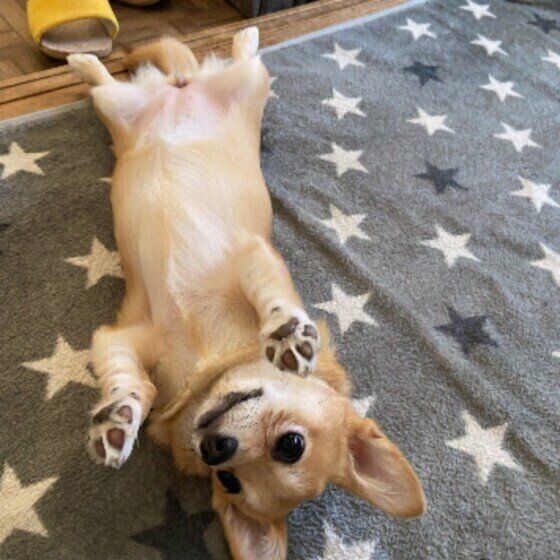 へそ天する茶々ちゃん（Ｍｉｘ）