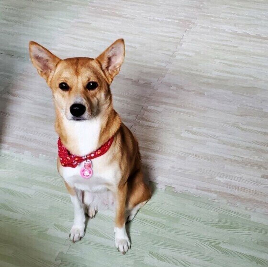 慣れて疎かになっていない 犬のベテラン飼い主さんが怠りがちな5つのこと いぬのきもちweb Magazine 慣れて疎かになっていない 犬のベテラン飼い主さんが怠りがちな5つのこと いぬのきもちweb Magazine