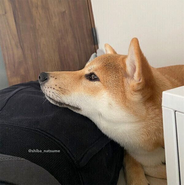 飼い主さんにベッタリななつめちゃん