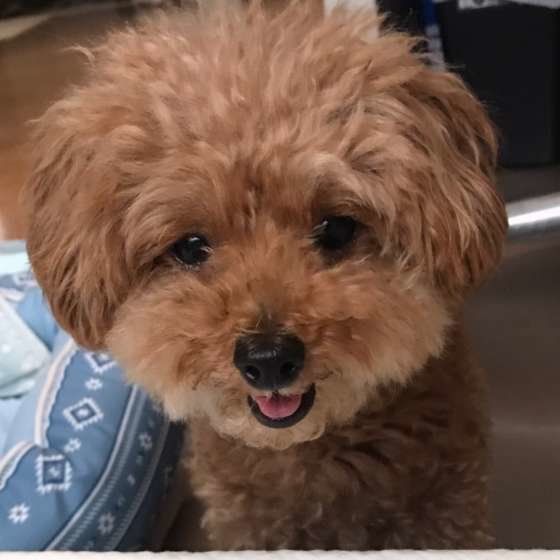 かわいい笑顔のベルちゃん