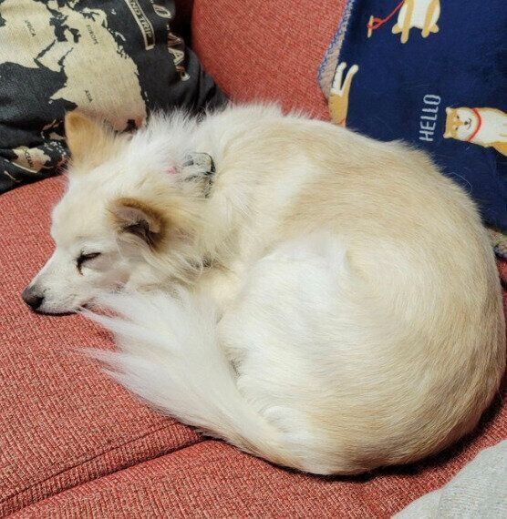 飼い主さんの隣で丸くなって眠るシャムちゃん