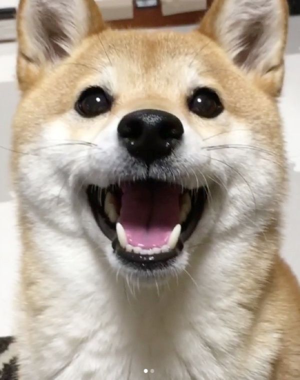 おもちゃを持ってくる柴犬