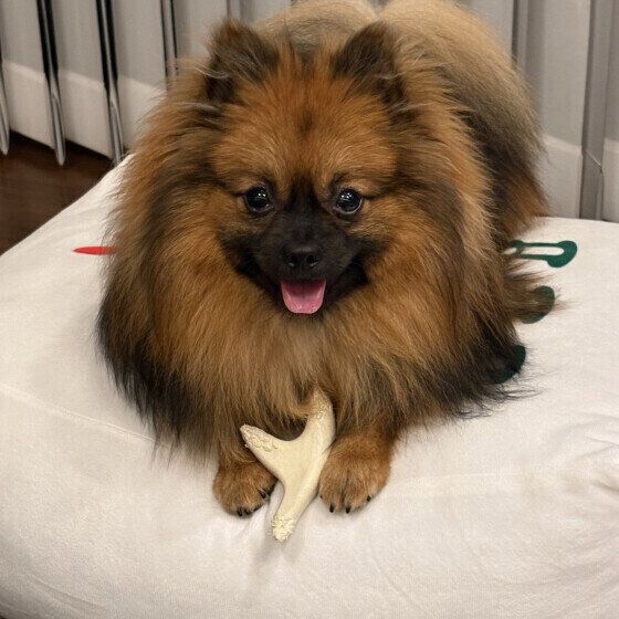 おもちゃをカミカミするポメラニアン